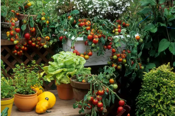 Como cultivar tomate cereja em pequenos espaços